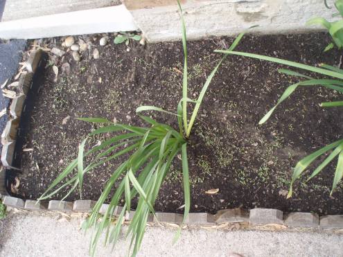 Wet Dirt With SPROUTS!