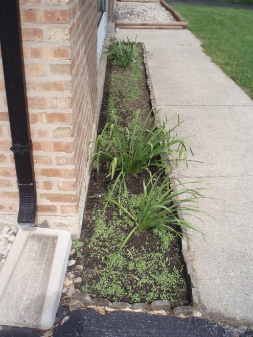 Bigger Sprouts! It's getting FUN now!