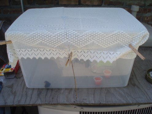 In case you were curious. This is their very temporary home. Exterior.