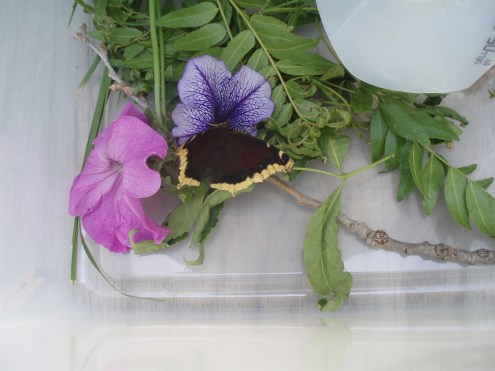 We noticed purple flowers were the favorite.