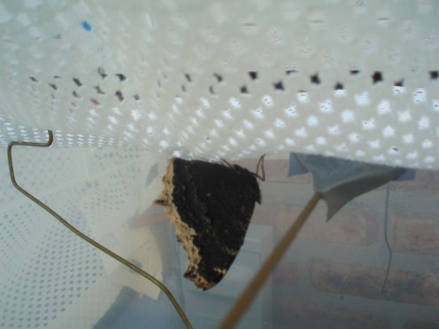 Just not ready to go yet...