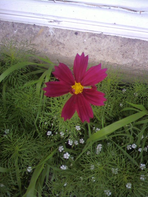 This is some of that "variety" advertised on the can of seeds. It's the first one!