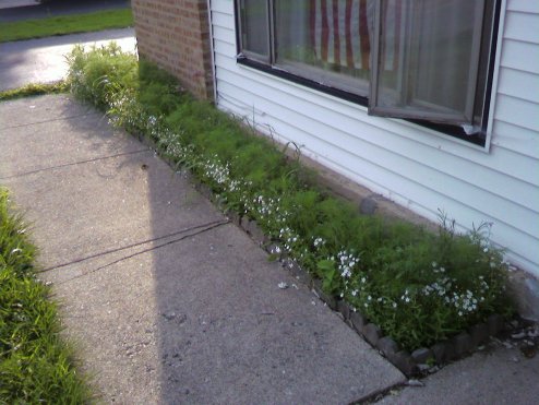 Look at all that petal!