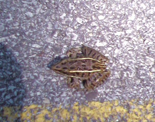 0721091146 - Copy 0721091146 - Copy