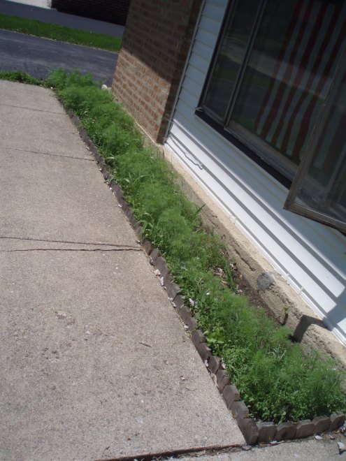 The other angle. You can just see the first of the white flowers coming in.