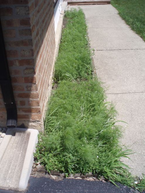 Filled in quite nicely. Still really green though. This is maybe 2 weeks ago.