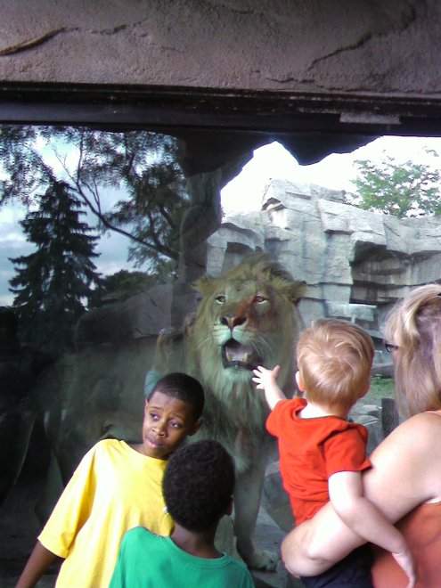 Snack time! You know that lion is NOT posing for a picture. He's thinking, "I could get a head AND an arm." 