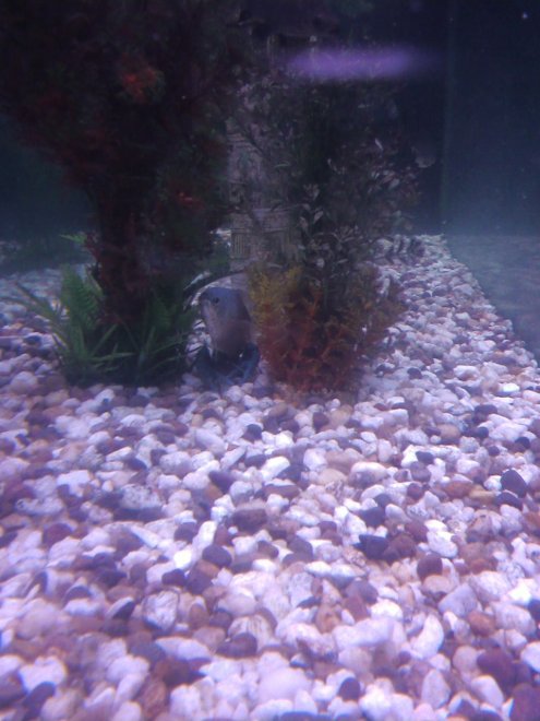 Right in the middle of the plants. Fish on top, crawfish underneath. 