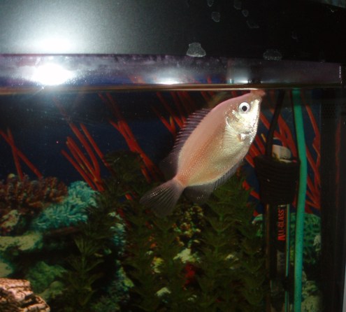 That's what this fish looks like it's saying! It looks surprised.